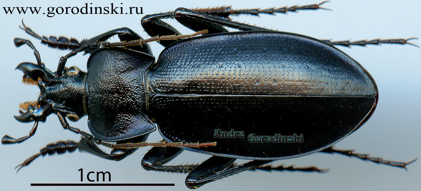 http://www.gorodinski.ru/carabus/Goniocarabus tadzhikistanus.jpg